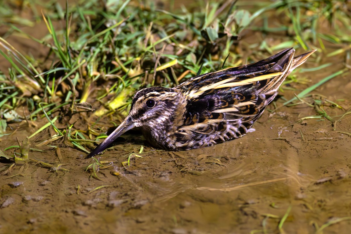 Will Bowell tweet media