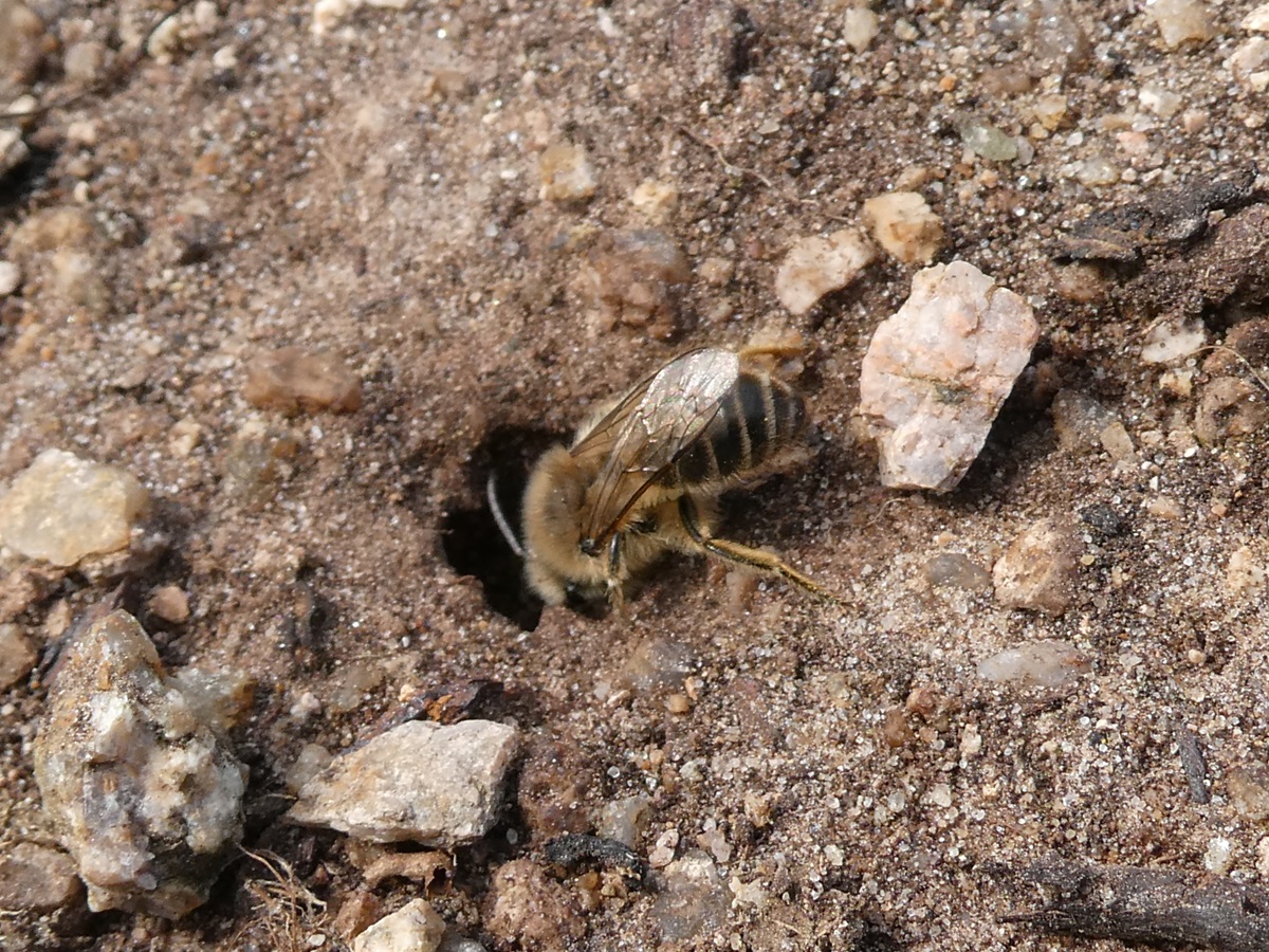 GsyConservation's tweet photo. It's always great to visit sites where GCV works and see how things change over the seasons.
A trip to L'Eree headland at the weekend saw some very interesting Mining Bees. And they were very focussed on making more Mining Bees! ๐
#lovenature #miningbee #insects https://t.co/Hirft0FWE2