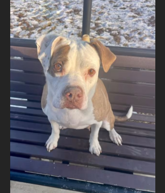 HollywoodDogs's tweet photo. Ordelia, a "gentle, thoughtful" 8-year-old Boxer mix at a critically overcrowded shelter in #Derwood, #MD, is in IMMEDIATE need of adoption, a foster home, or rescue https://t.co/Jeqdbpf5tI #URGENT  #seniordog #AdoptableDogofDay 🐶 https://t.co/0fEbZLICh6