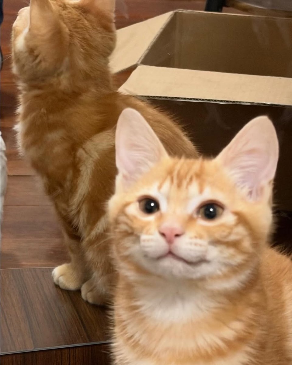 smol silly cat (@catsillyness) on Twitter photo 