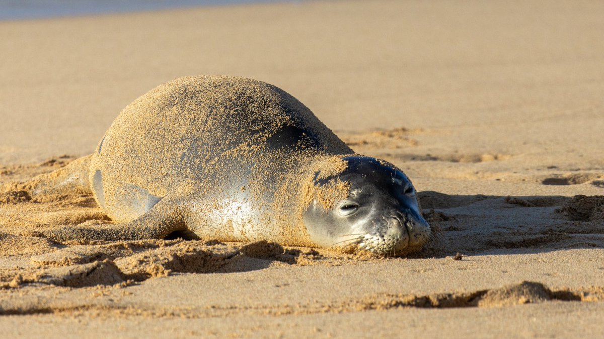oceana's tweet photo. Today is #NationalNappingDay... and the ocean is celebrating! 🌊

Whether on land or at sea, these animals know the importance of catching a quiet minute amid the hustle and bustle of the sea. 😴 https://t.co/fT0rts4fY1
