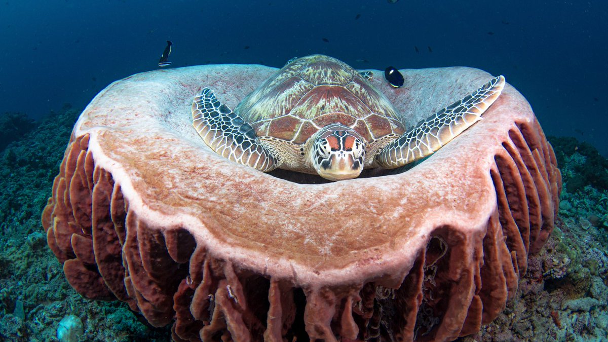 oceana's tweet photo. Today is #NationalNappingDay... and the ocean is celebrating! 🌊

Whether on land or at sea, these animals know the importance of catching a quiet minute amid the hustle and bustle of the sea. 😴 https://t.co/fT0rts4fY1