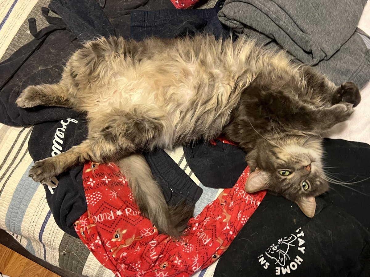 A Cat Named Bitches tweet media