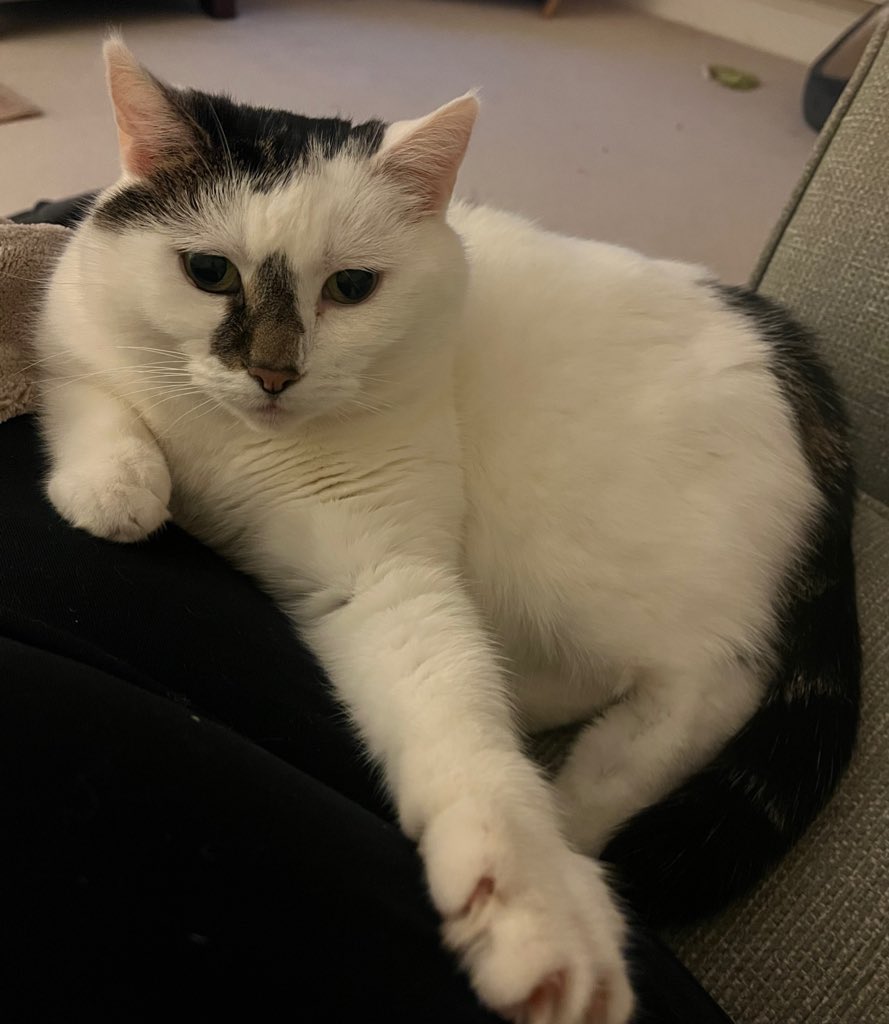 Winnierescuecat's tweet image. I’ve just come in to spend some time with mum after having fun outside this evening.  Hope everyone has had a great time too. #cat #MondayFun 😺😺😺🐾🐾🐾🌓🌓🌓😺😺😺