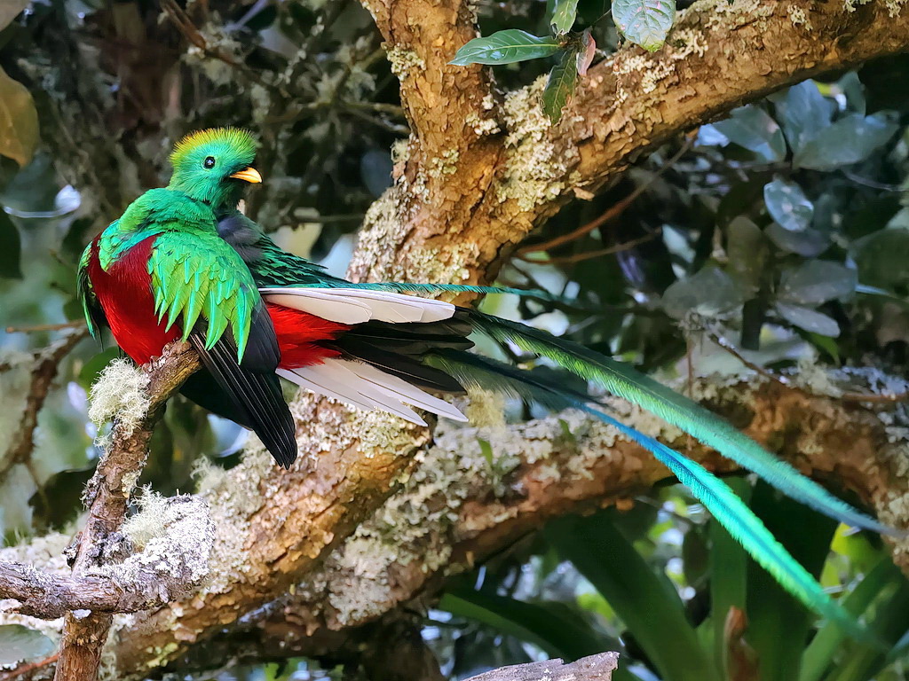 コスタリカの野鳥ガイド tweet media