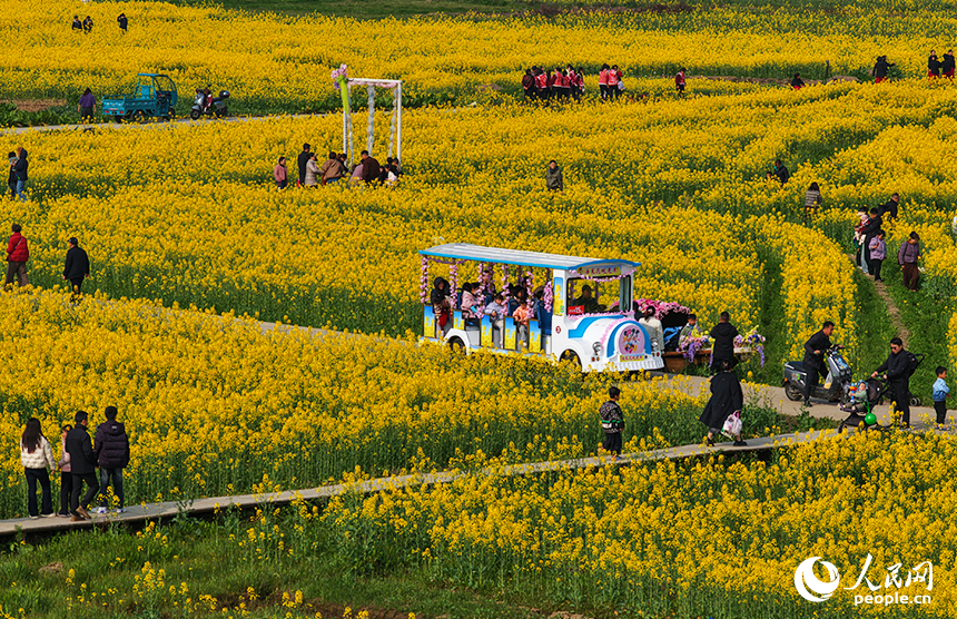 Beautiful Jiangxi: In Nanchang, thousands of acres of rapeseed fields bloom in brilliant gold, painting a stunning spring countryside scene.