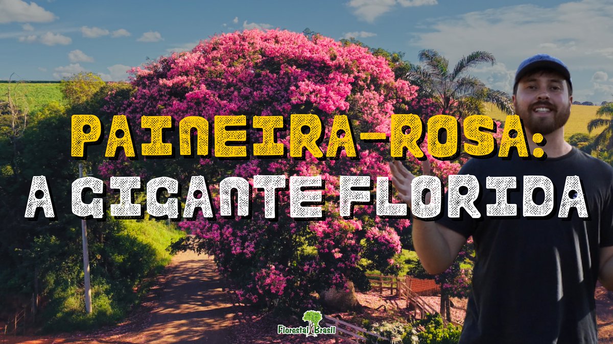 florestalbrasil's tweet photo. No vídeo de hoje, vamos conhecer de perto a magnífica Paineira-Rosa (Ceiba speciosa). Registrei exemplares centenários no Sul de Minas Gerais para mostrar por que essa espécie é tão emblemática para a nossa flora.

Assista: https://t.co/m1HfnfFZak

#arvores #paineira #natureza https://t.co/0iqv2lkI5e