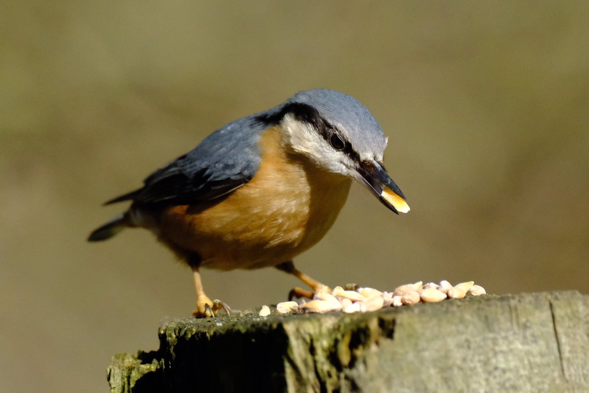 Night, night…
#derwent #northumbria
#bird #photography
#birdphotography