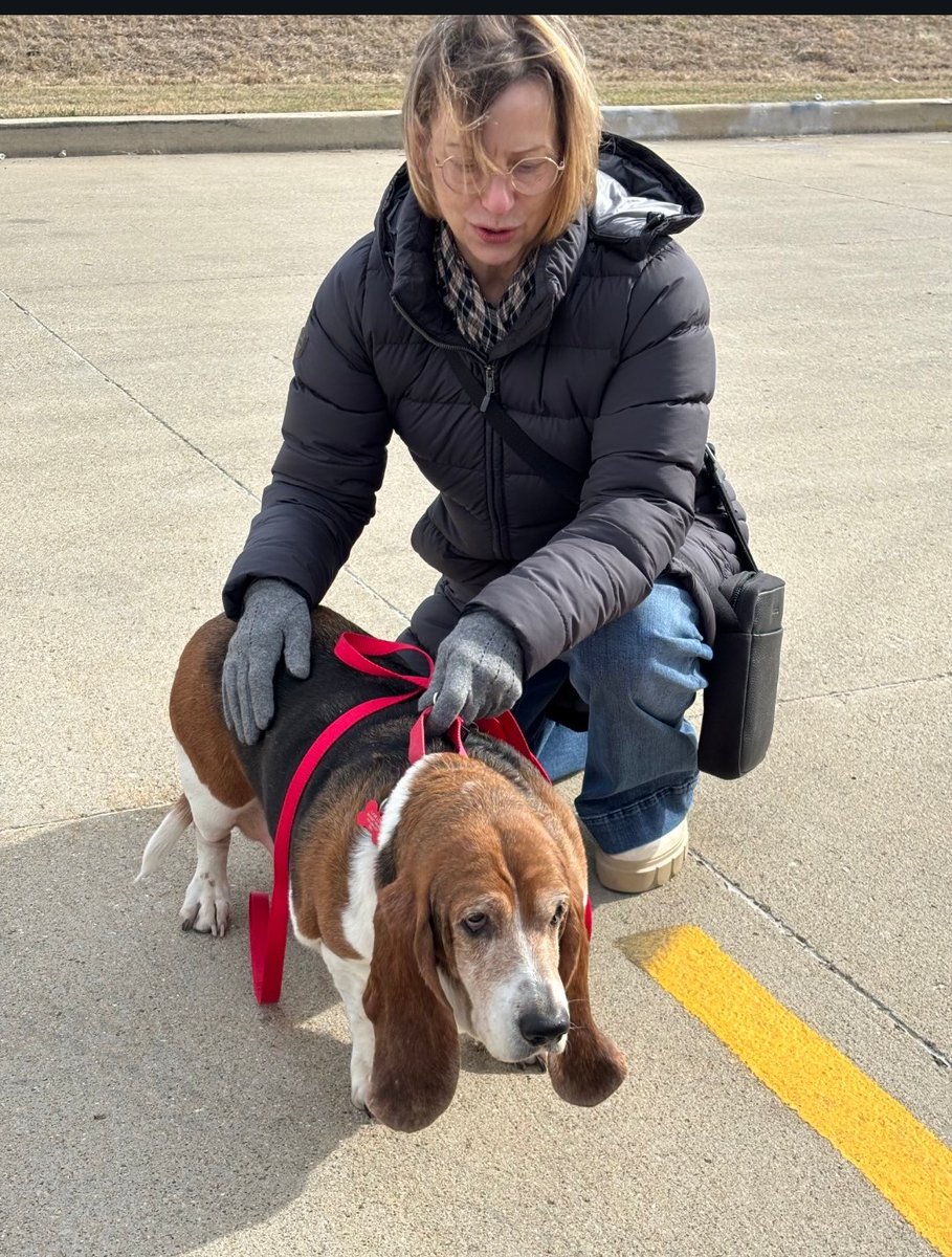 GABR_Bassets's tweet photo. Aarrhhoooo! Congratulations to Katrina on her #Adoption!

Other #Basset Hounds who are still looking for forever homes: https://t.co/SqhwWBNL73

#AdoptDontShop #BassetHound #RESCUE https://t.co/DklwHJ4FT7