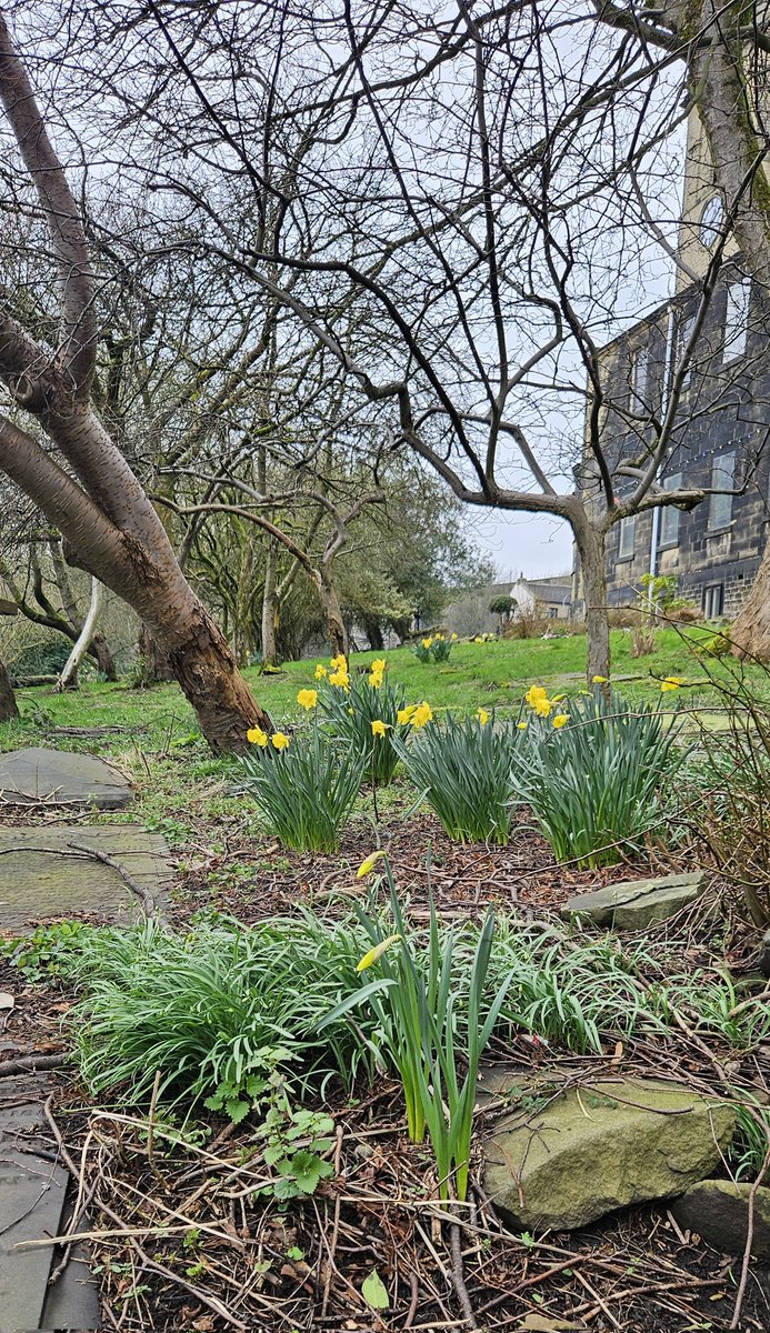 barbmilne's tweet image. Daffodils, St James' churchyard, #Slaithwaite @GardensHour #GardensHour