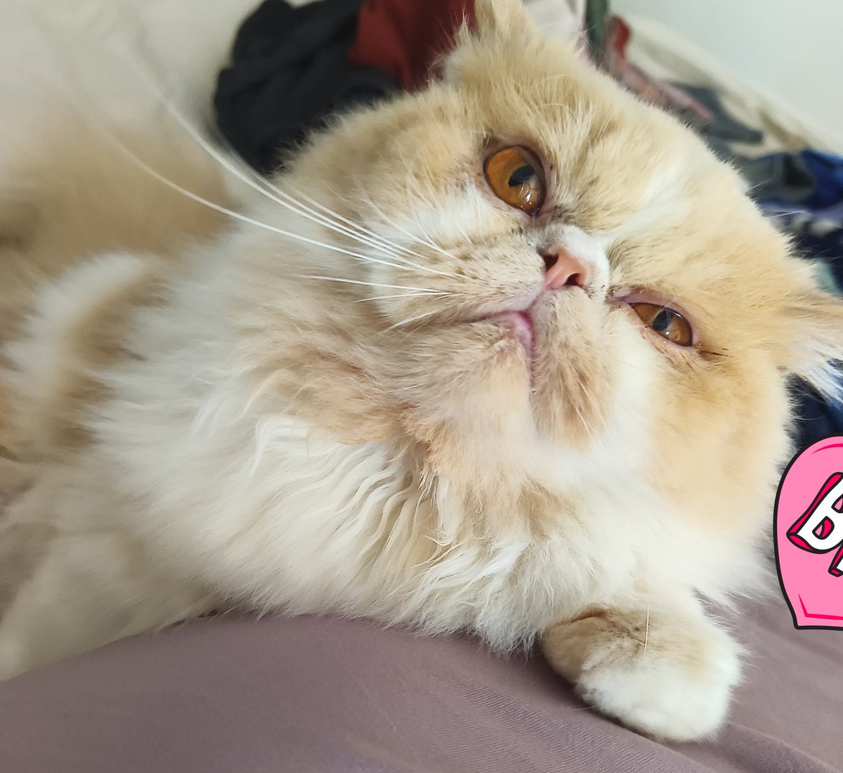 Capuccina tweet media