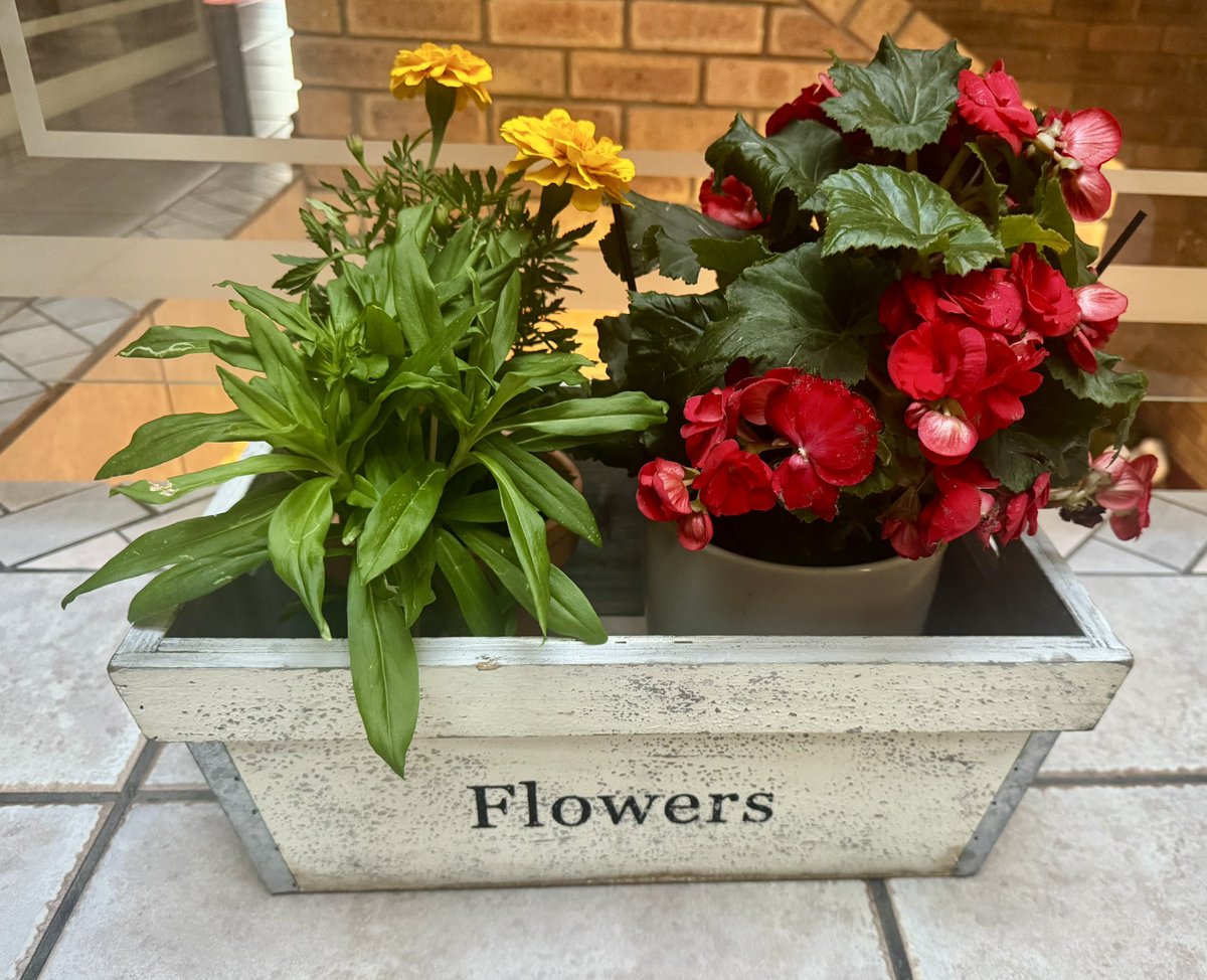 LynnNagel1's tweet photo. My pretty plants 🪴 I bought today at #Stodels #CreateHappiness ❤️💛💚 https://t.co/qOfuIMhZJH