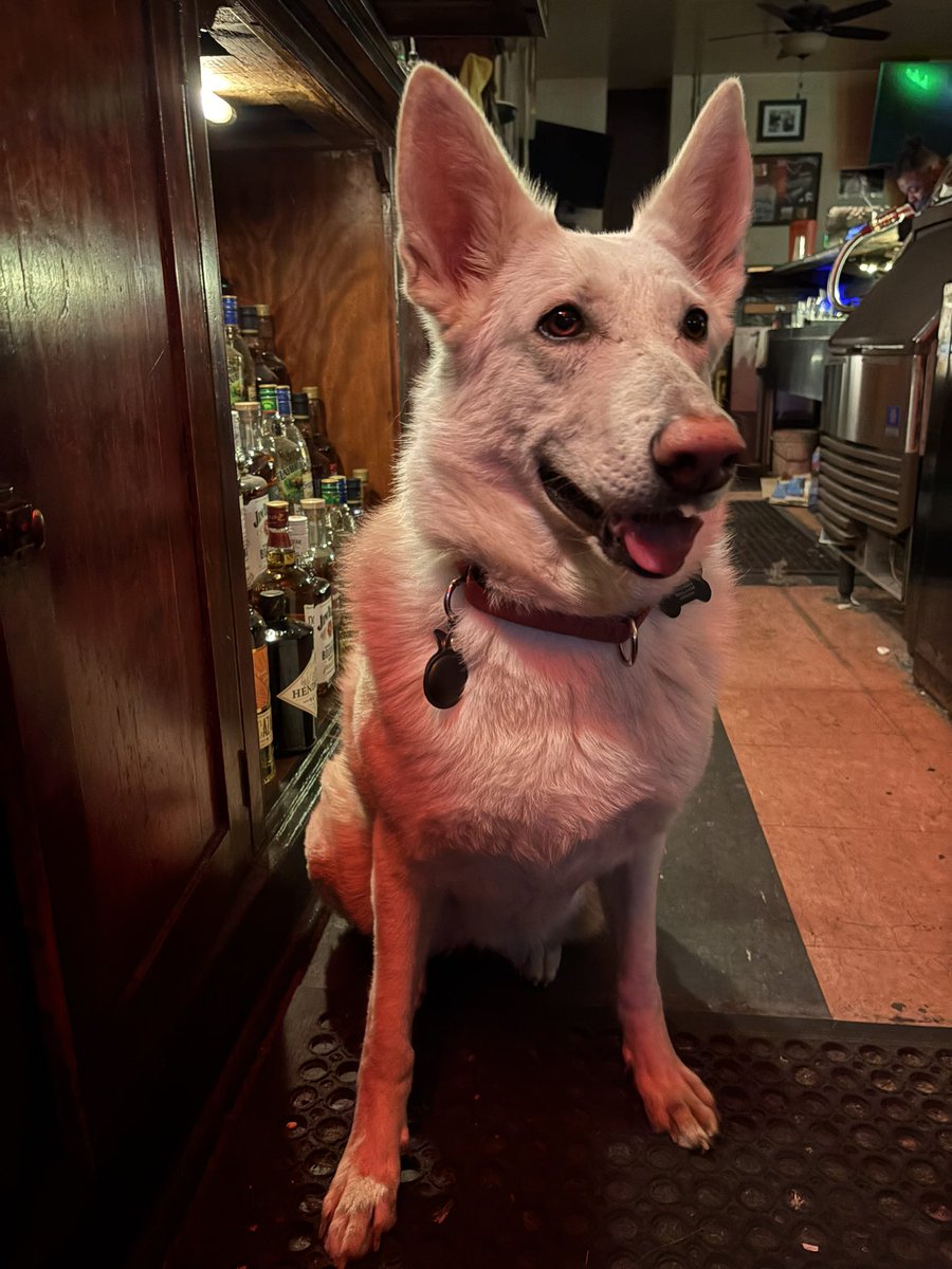 Today is my dogs sixth birthday! 🎉🎉🎉

Happy Birthday Ivory!