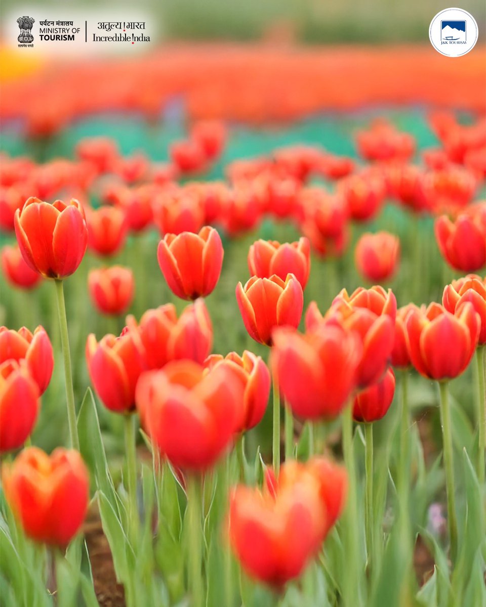 incredibleindia's tweet photo. If springtime colours are your kind of magic, the Tulip Festival in Srinagar, Kashmir is an experience not to miss! 

Witness Asia’s largest tulip garden blooms against the stunning backdrop of the Zabarwan Range, showcasing over a million tulips in dozens of varieties. 

The best time to visit is late March to mid-April, when the flowers are at their vibrant peak and the annual Tulip Festival celebrates Kashmir’s natural beauty. 🌷

#IncredibleIndia #JammuandKashmir #JammuandKashmirTourism  #ExploreIndia