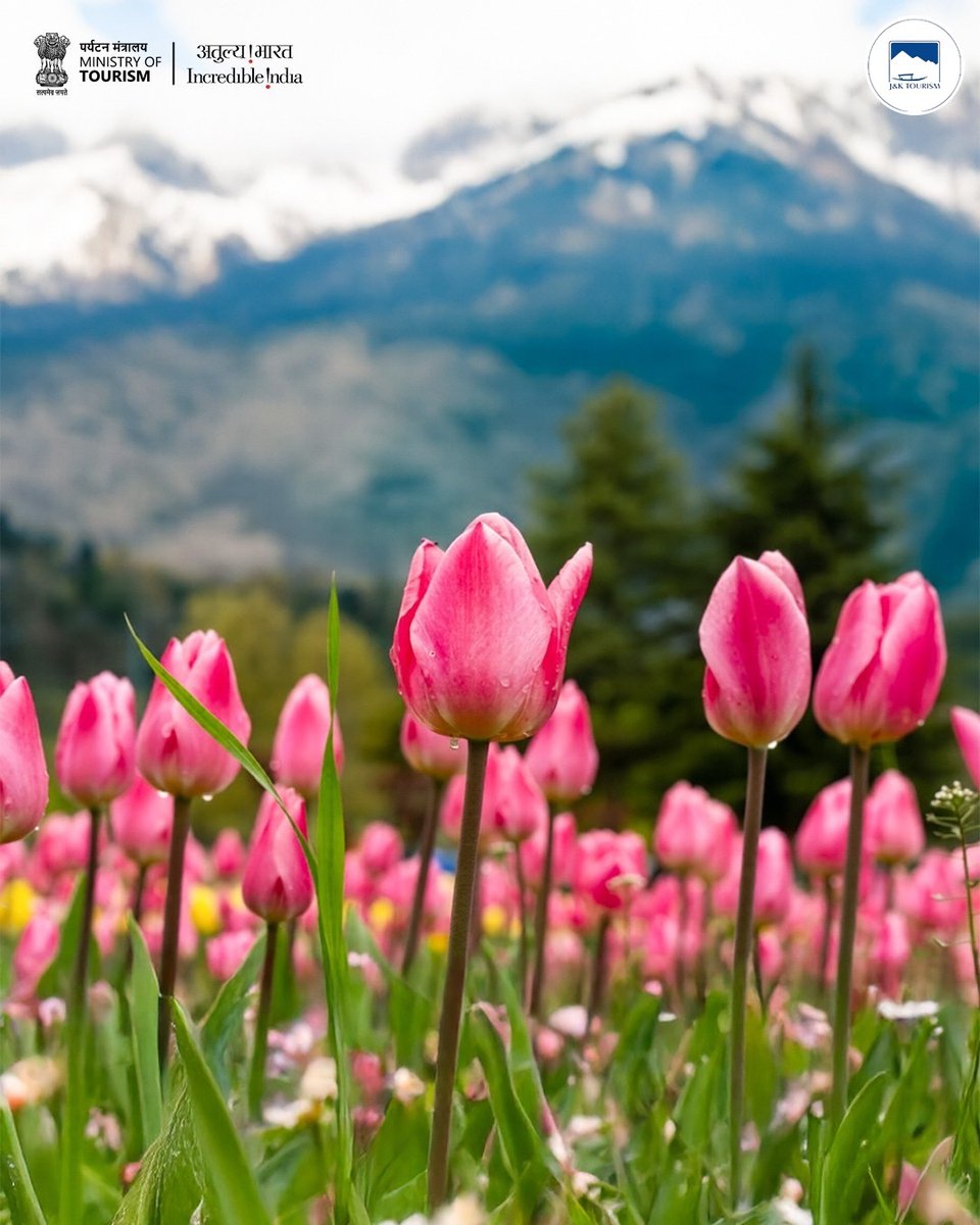 incredibleindia's tweet photo. If springtime colours are your kind of magic, the Tulip Festival in Srinagar, Kashmir is an experience not to miss! 

Witness Asia’s largest tulip garden blooms against the stunning backdrop of the Zabarwan Range, showcasing over a million tulips in dozens of varieties. 

The best time to visit is late March to mid-April, when the flowers are at their vibrant peak and the annual Tulip Festival celebrates Kashmir’s natural beauty. 🌷

#IncredibleIndia #JammuandKashmir #JammuandKashmirTourism  #ExploreIndia