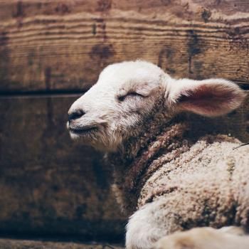 Brad Vaughn (fka Jackson Wu) tweet media