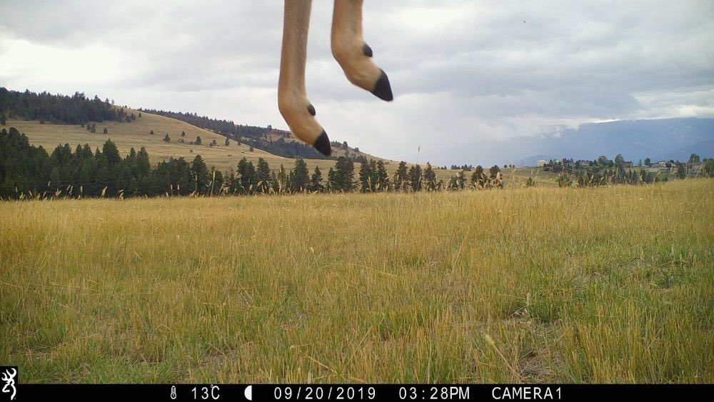 Joni The Deer 🦌 tweet media