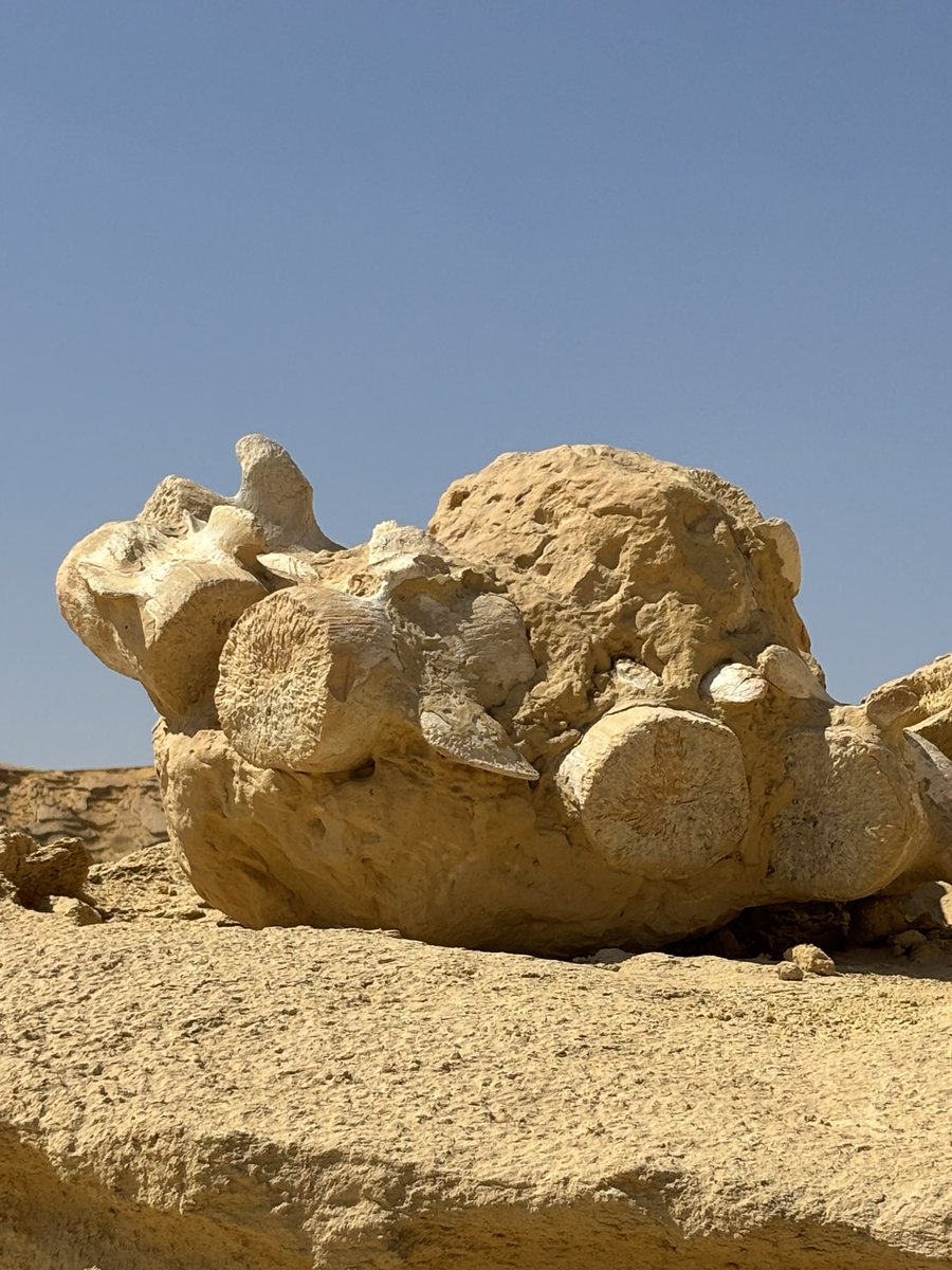 Wadi el Hitan, a UNESCO World Heritage Site famous for basilosaurus (ancestral whale with hind limbs) fossils from 40 mya 💕