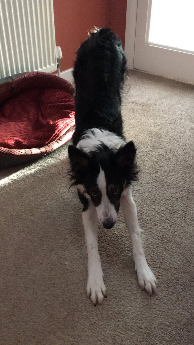 Puppy Bess and Auntie Kes tweet media