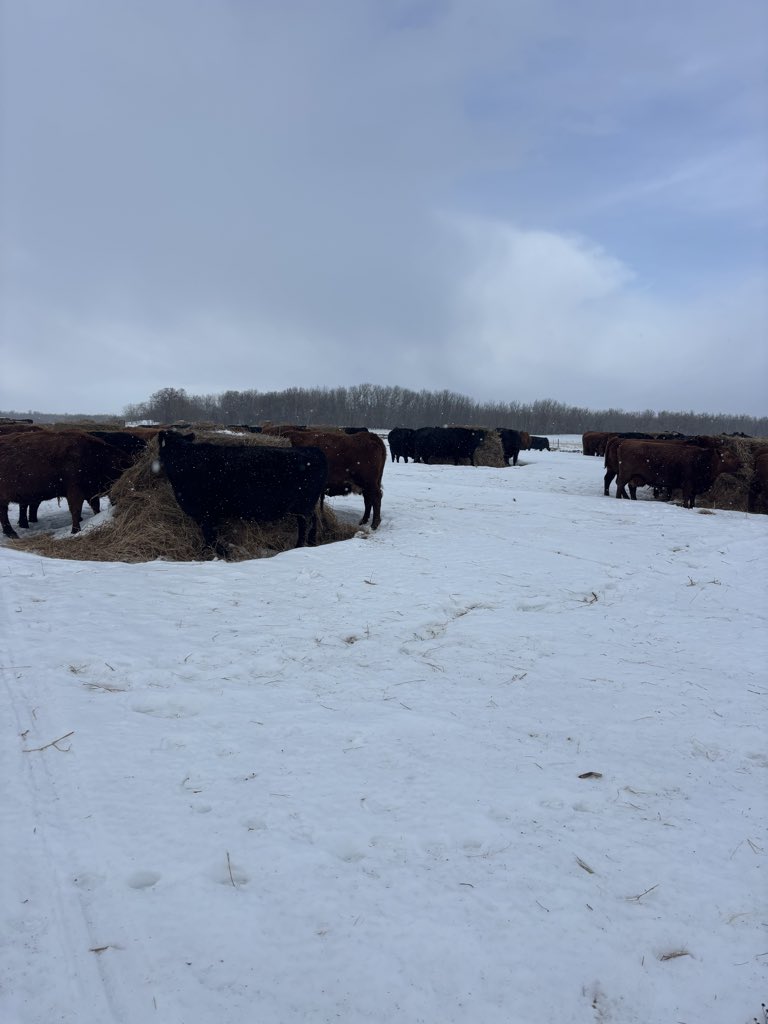 Mitch Stuart tweet media