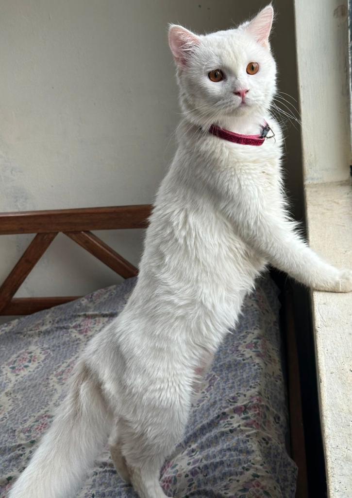 catnaija tweet media