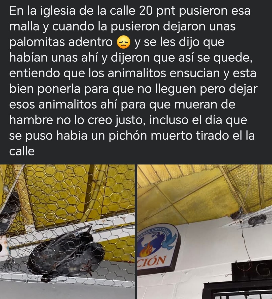 lyssitta's tweet photo. #denunciapublica ‼️
#REPORTAN ⚠️

*En la iglesia ubicada en la calle 20 Poniente de la Residencial Bosques de la Paz en Ilopango , colocaron una malla para evitar que las palomas ingresen. Sin embargo, al momento de instalarla, aparentemente , dejaron varias palomas atrapadas dentro. Incluso se les avisó que había animalitos adentro y la respuesta fue que así se quedaran.
Se entiende que algunas personas consideran que las palomas ensucian y que quieran tomar medidas para evitar que lleguen, pero eso no justifica dejar animales encerrados para que mueran de hambre o sed
Además, el mismo día que colocaron la malla había un pichón muerto tirado en la calle, lo que evidencia las consecuencias de este tipo de acciones.
Decir que las palomas son una “plaga” no elimina la responsabilidad de actuar con humanidad. Si se van a colocar barreras para evitar que entren, lo correcto es asegurarse primero de que no haya animales dentro"

Porque ninguna medida para evitar animales puede justificar condenarlos a morir encerrados...