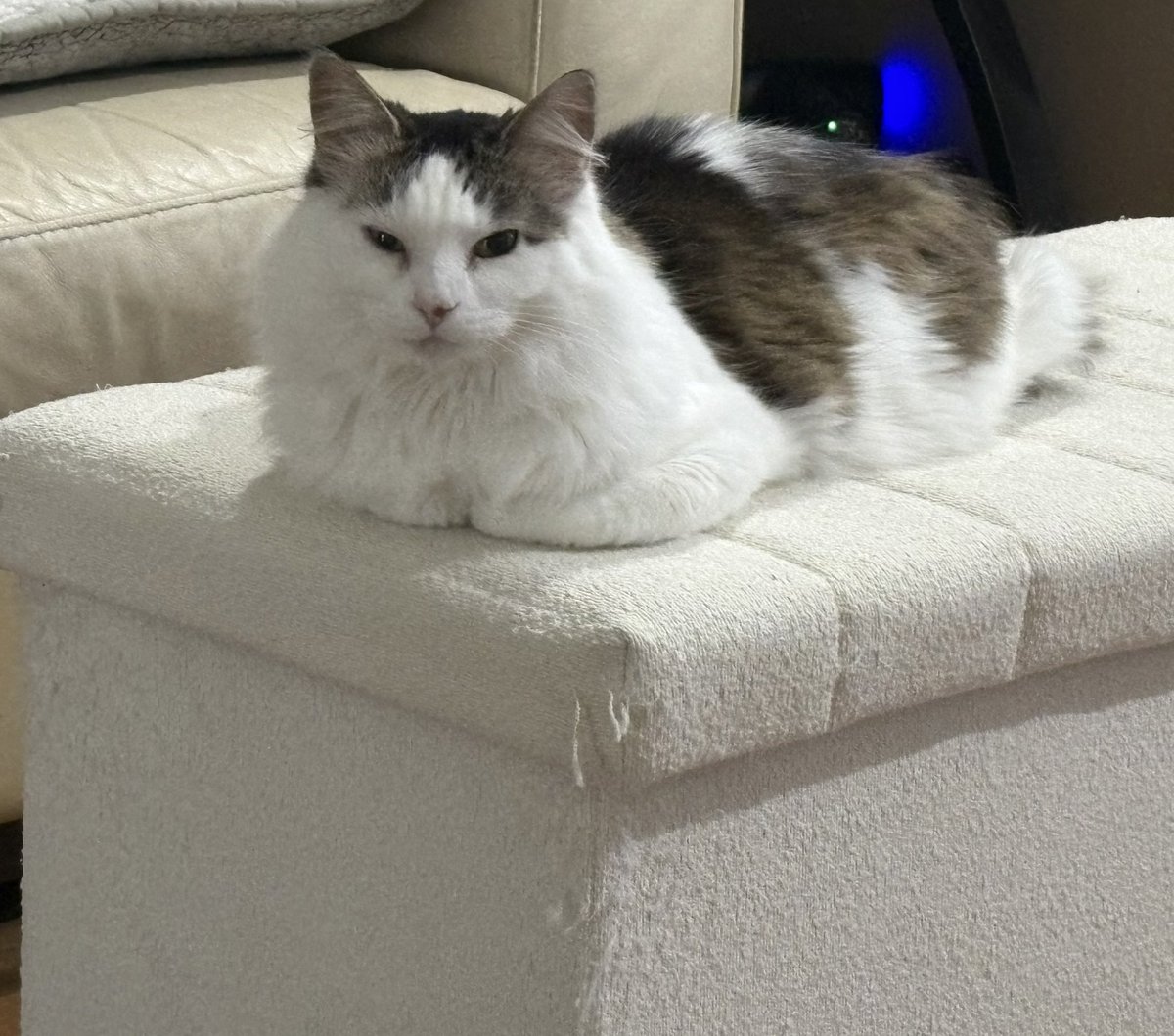 🇨🇦 Nico Carney, Purr Minister of Canada tweet media