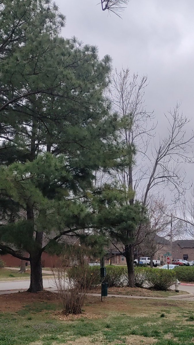 Ozk_Mtn_Pnk's tweet photo. Not too bad out today. Wishing we had some more Sunshine today but I'll take the drizzle and rainy days any time when we're in a drought like recently.. have a great day y'all! 📍 Fayetteville AR #arwx #wxtwitter #clouds #cloudy #almostspring https://t.co/L7ZDA1EETx