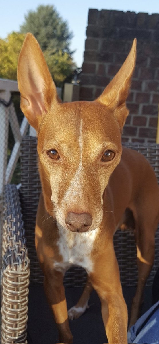 Simone Kalkbrenner 🍄🐕🍄🌺 tweet media