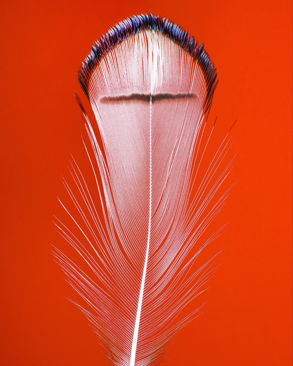 Brian Vu tweet media