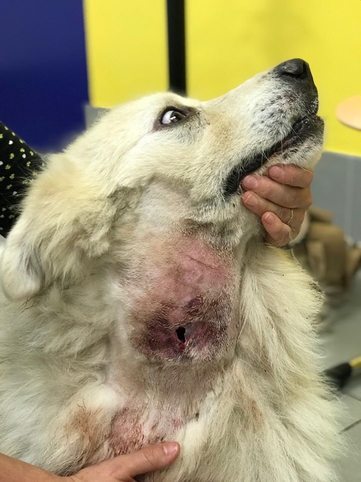 🚨 Devoir d’information doit aller de pair avec devoir de bien se renseigner avant de communiquer !

”Bonjour TF1”, vous n’avez pas honte ?

Quelle stupéfaction d’entendre les journalistes de la matinale de TF1 faire la promotion, le 5 mars dernier, des colliers électriques pour