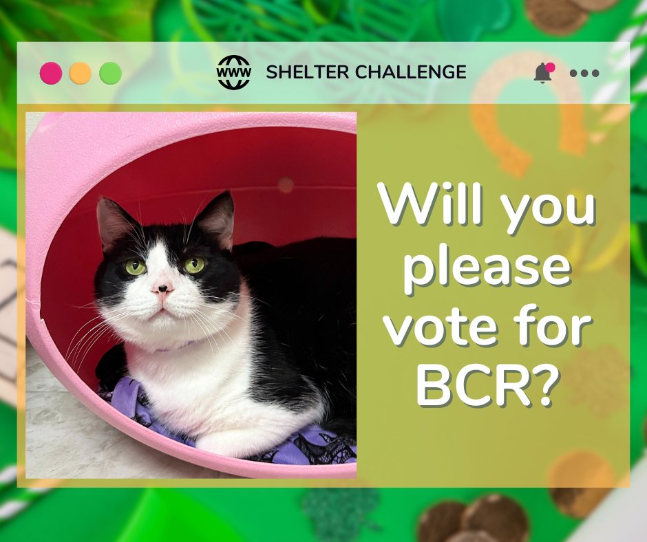 Resolutions For Rescue Shelter Challenge is here! 🐾 Vote for blind, FELV+, &amp; FIV+ cats—it's free &amp; quick! Daily votes help them win! 😺 🐾

🔗 VOTE: bit.ly/3Ue7TmV
📧 Need a reminder? Email: blindcat@blindcatrescue.com

Thank you so much for helping the kitties! 💙
