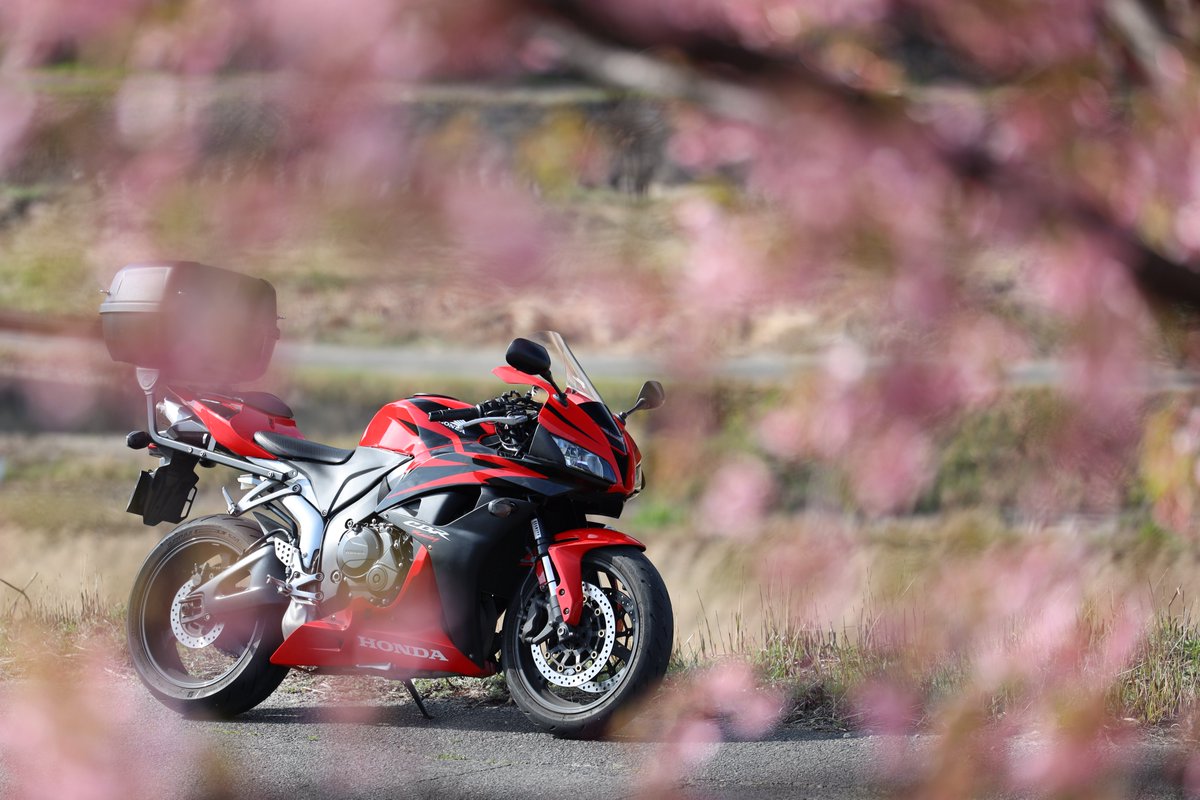 chubow850RR's tweet photo. 今年はどこに桜を見に行こうかな。
#CBR600RR
#PC40
#河津桜 https://t.co/8xtrG9tiYR