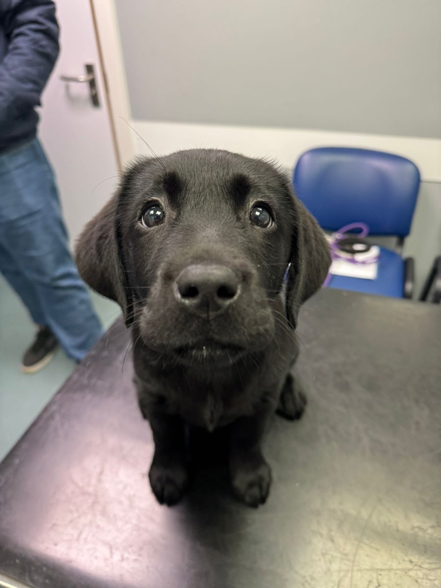 St Kitts Veterinary Group tweet media