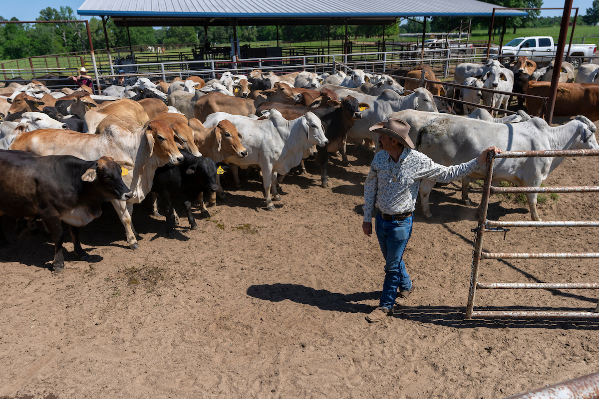 Texas A&M AgriLife Research tweet media