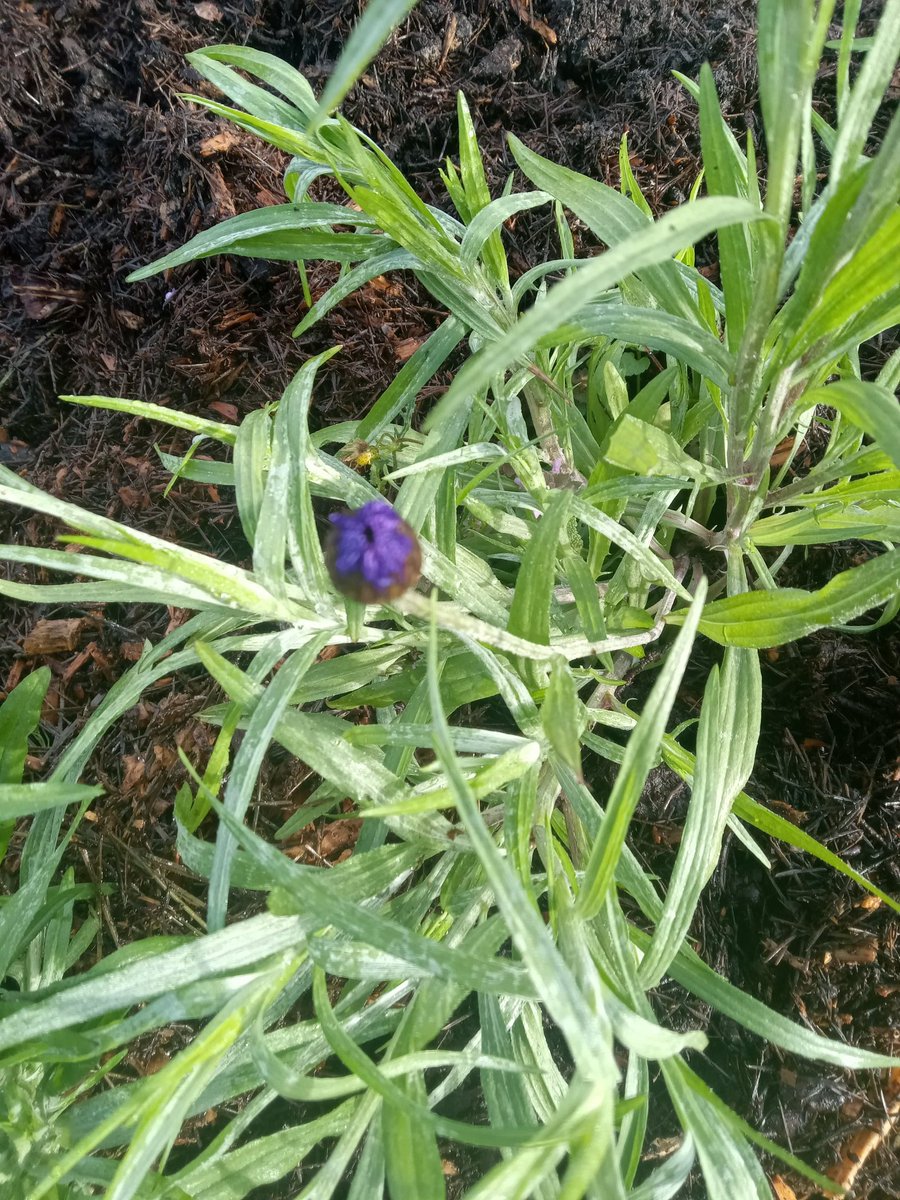 🌻 sunflower 🌻 tweet media