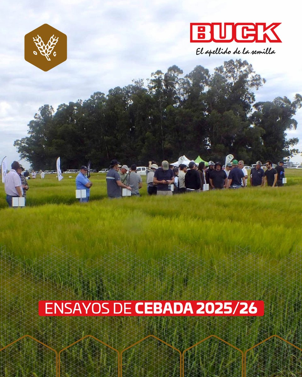 Buck Semillas tweet media