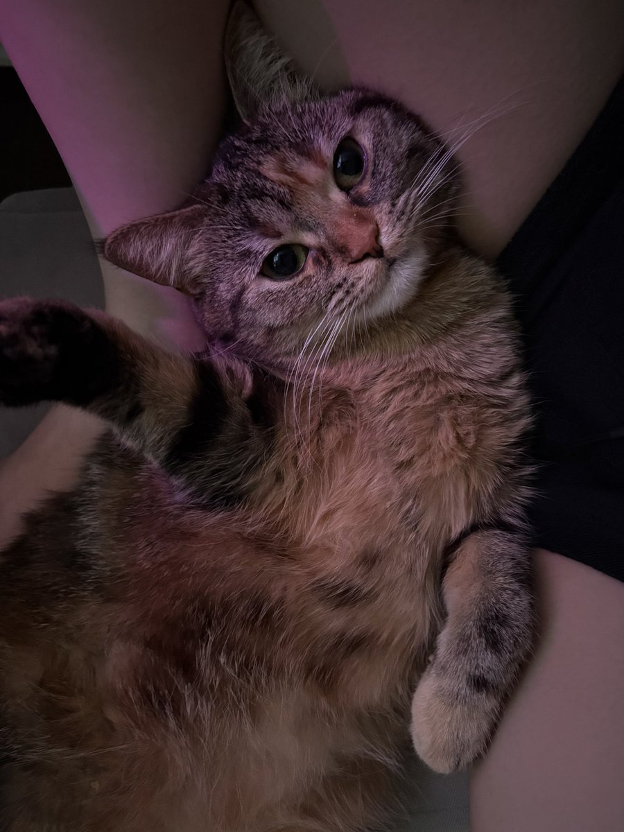 よっこらshot tweet media