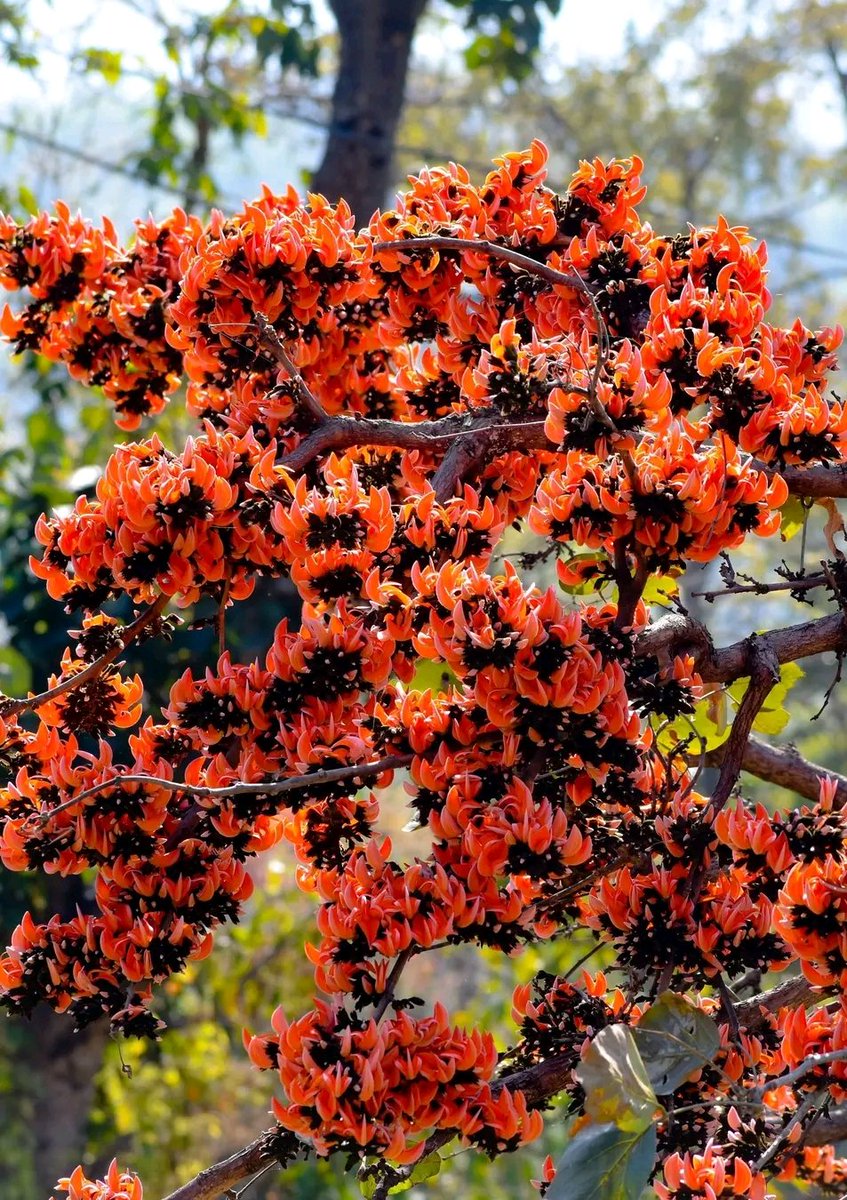 Gramergolpo's tweet photo. Every spring, Palash sets Bengal on fire 🧡🔥
.
.
.
#palash #WestBengal https://t.co/1TyaZp9MHS
