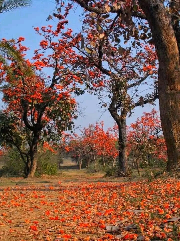 Every spring, Palash sets Bengal on fire 🧡🔥 . . . #palash #WestBengal