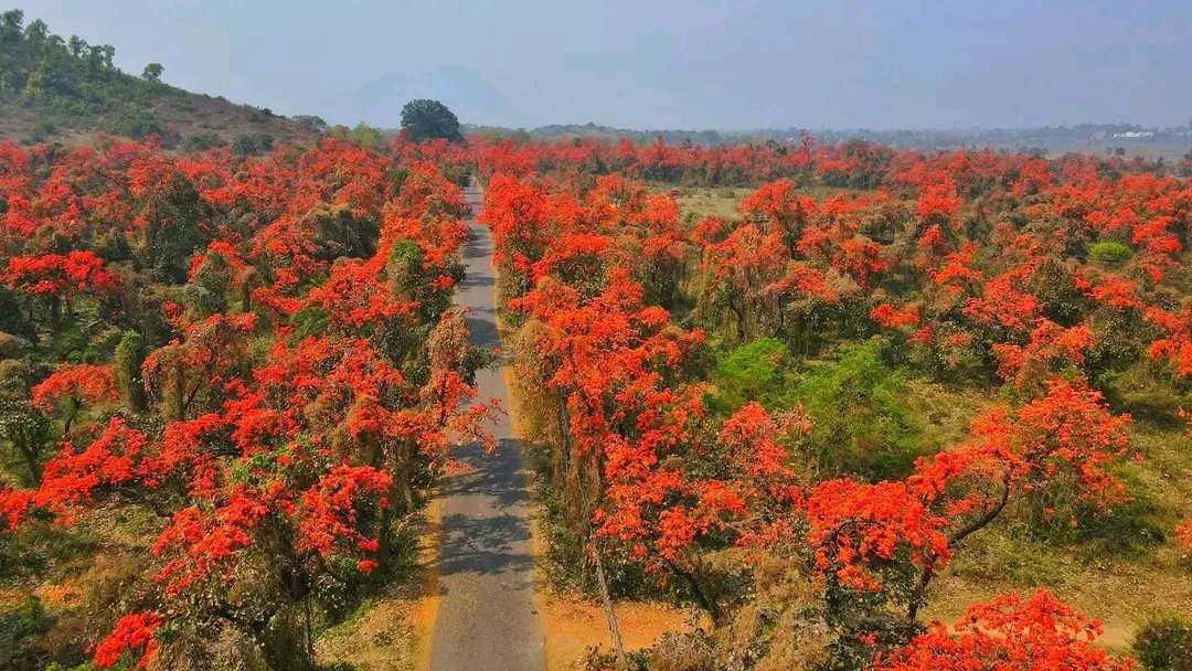 Gramergolpo's tweet photo. Every spring, Palash sets Bengal on fire 🧡🔥
.
.
.
#palash #WestBengal https://t.co/1TyaZp9MHS