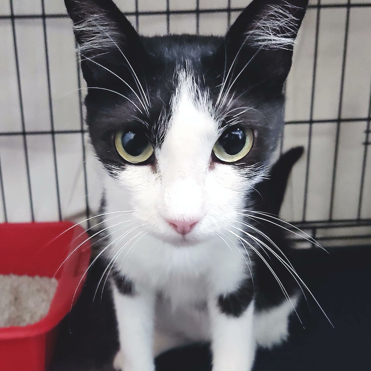 La Kimba (2 anys i 8 mesos) viu en casa d’acollida. És una gata dolça i afectuosa que ha donat positiu en leucèmia felina. Pot viure com a gata única o amb gats també positius. Només necessita una família tranquil·la que li doni l’oportunitat que mereix. 💙