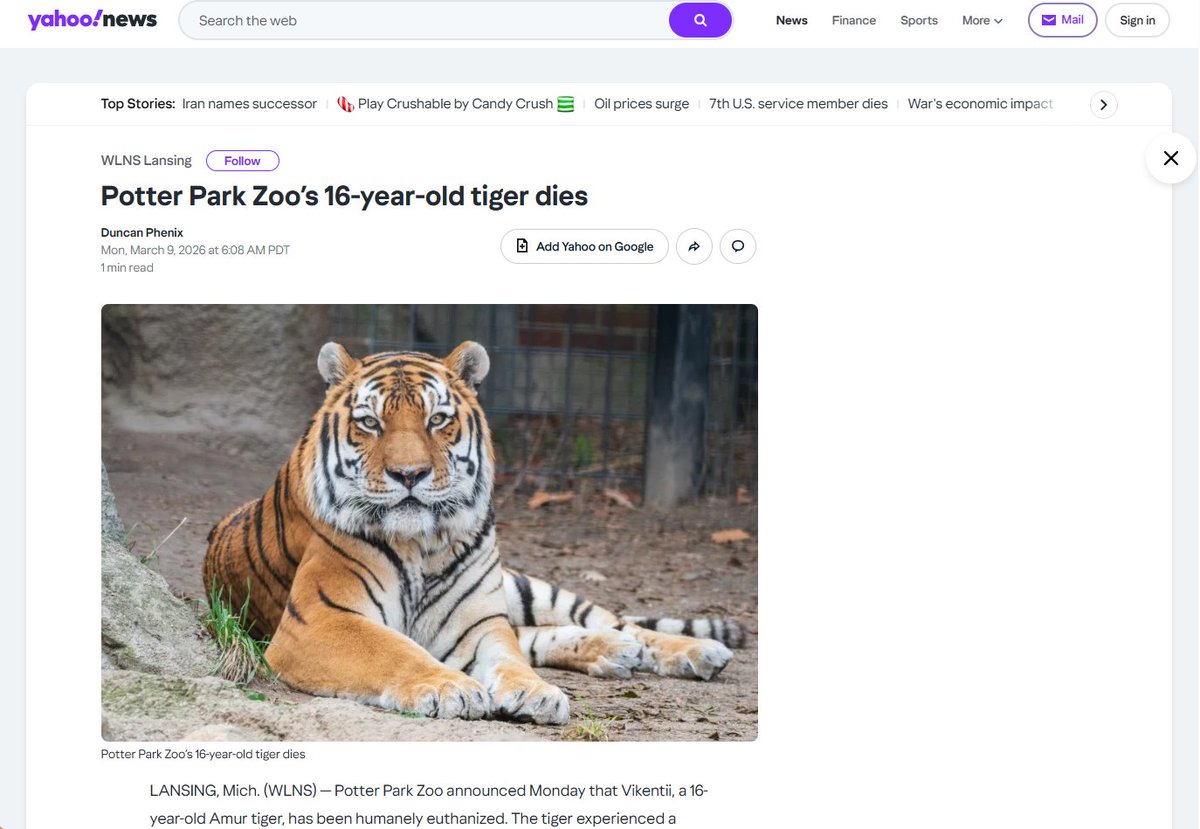 Toasty2kx's tweet photo. Vikentii the 16-year-old Amur tiger from Potter park Zoo was euthanized after trying to bite a child's hand

Vikentii was also a rare Amur breed 1/5 in the US 

Justice for Vikentii
https://t.co/kBf01UCCJc https://t.co/NfxhylpnCY