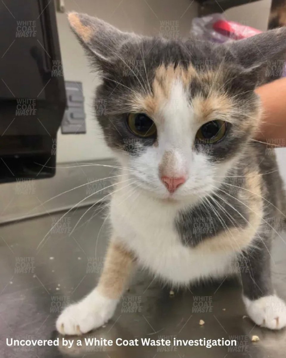 Lauren Lee tweet media