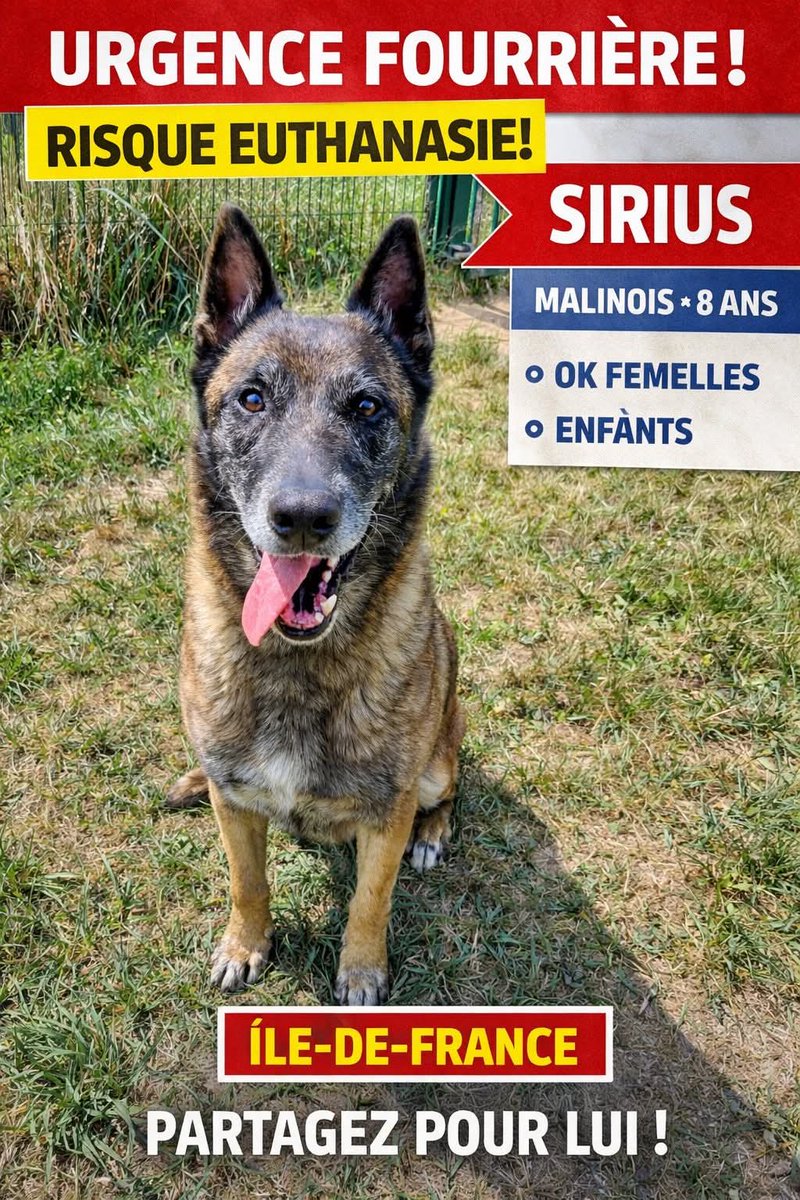 SOS euthanasie pour Sirius en fourrière en Ile de France ⚠️⚠️⚠️⚠️ Recherche adoptant France entière pour lui sauver la vie ⚠️⚠️⚠️⚠️OK tout ⚠️ Asso PR.76 2.0. Merci de partager en masse pour lui sauver la vie ⚠️ facebook.com/share/1FRgdZmt…