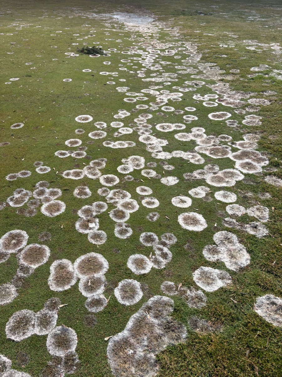 Leasha MacGregor tweet media