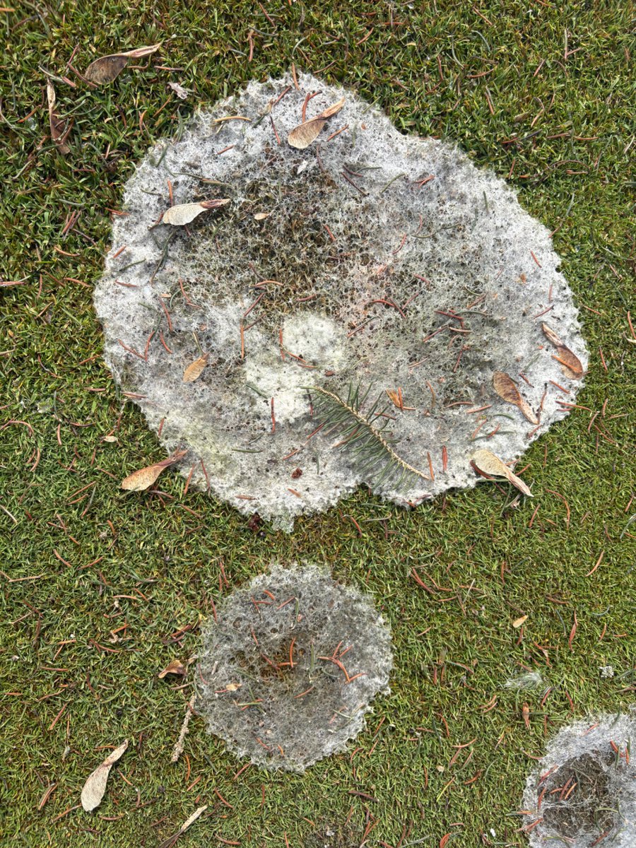 Leasha MacGregor tweet media