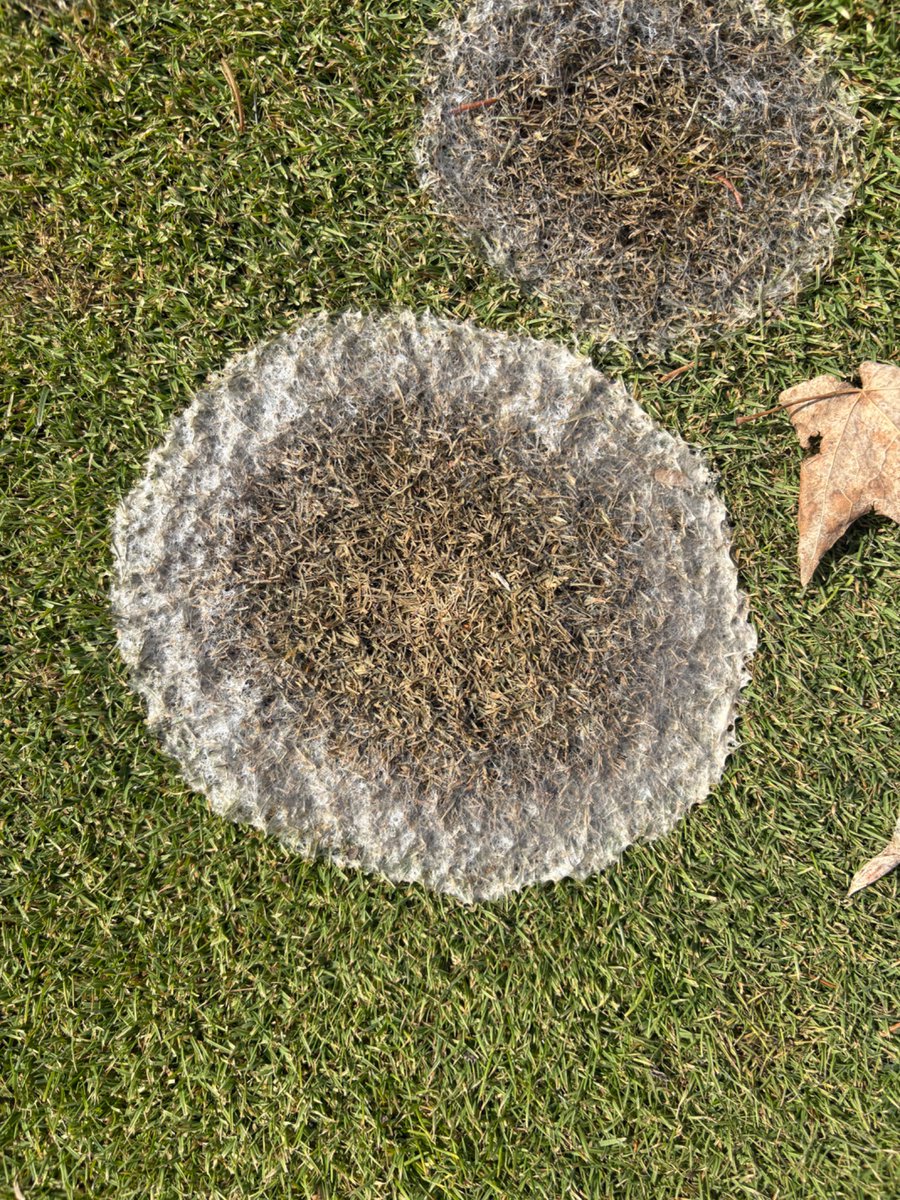 Leasha MacGregor tweet media