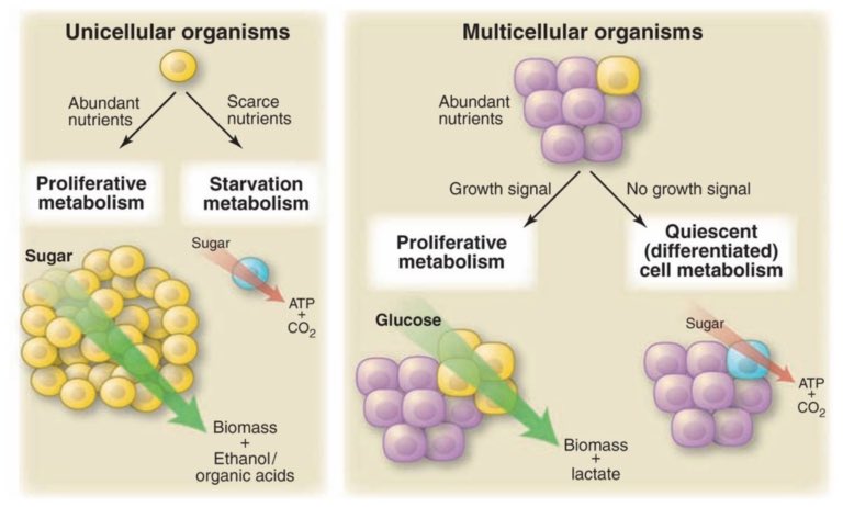 호두아빠($TSLA$) tweet media