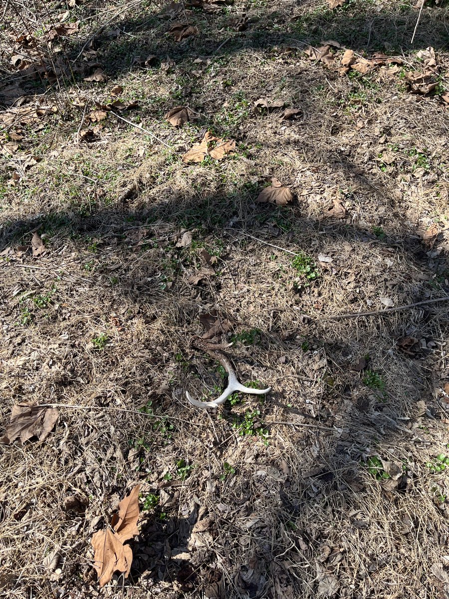 Getting bigger
#shedhunting #whitetail